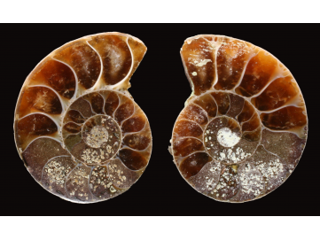 Ammonite from Madagascar