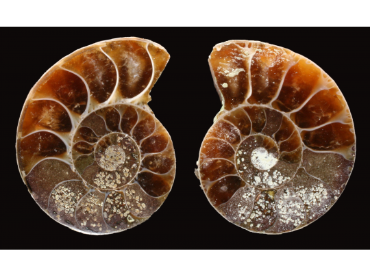 Ammonite from Madagascar