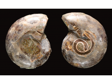 Ammonite from Madagascar