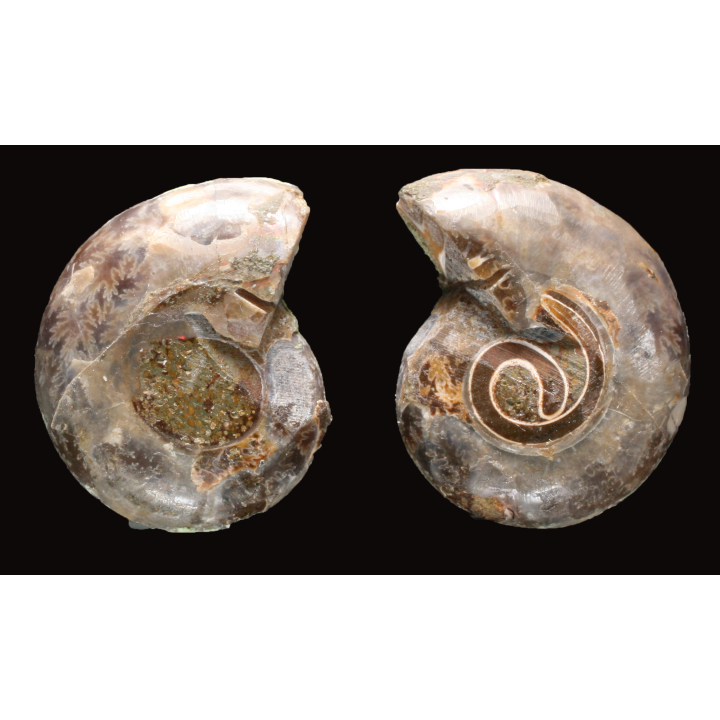 Ammonite from Madagascar