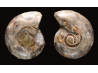 Ammonite from Madagascar