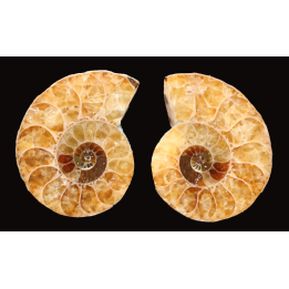 Ammonite from Madagascar
