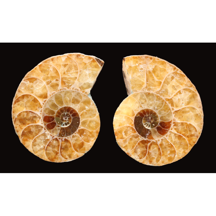 Ammonite from Madagascar