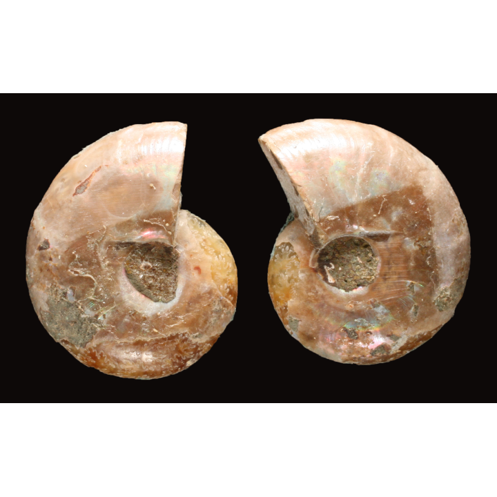 Ammonite de Madagascar