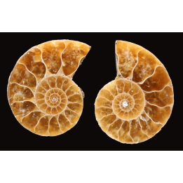 Ammonite de Madagascar