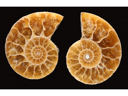 Ammonite from Madagascar