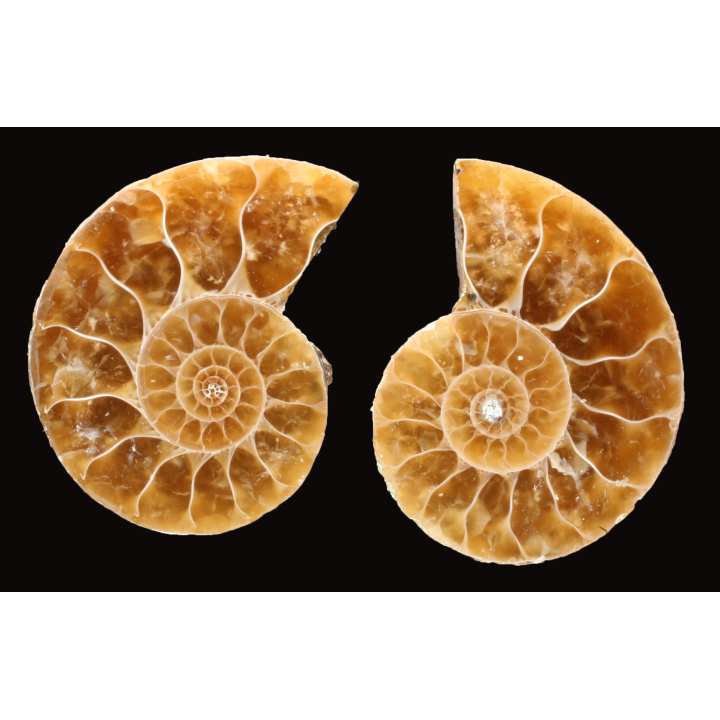 Ammonite from Madagascar