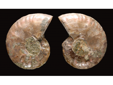 Ammonite de Madagascar