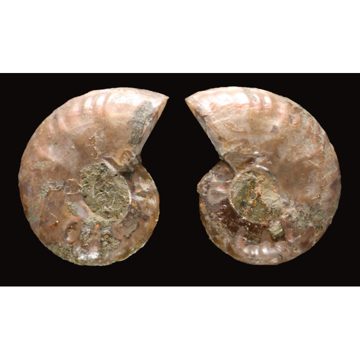 Ammonite de Madagascar