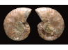 Ammonite from Madagascar