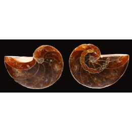 Nautile de Madagascar