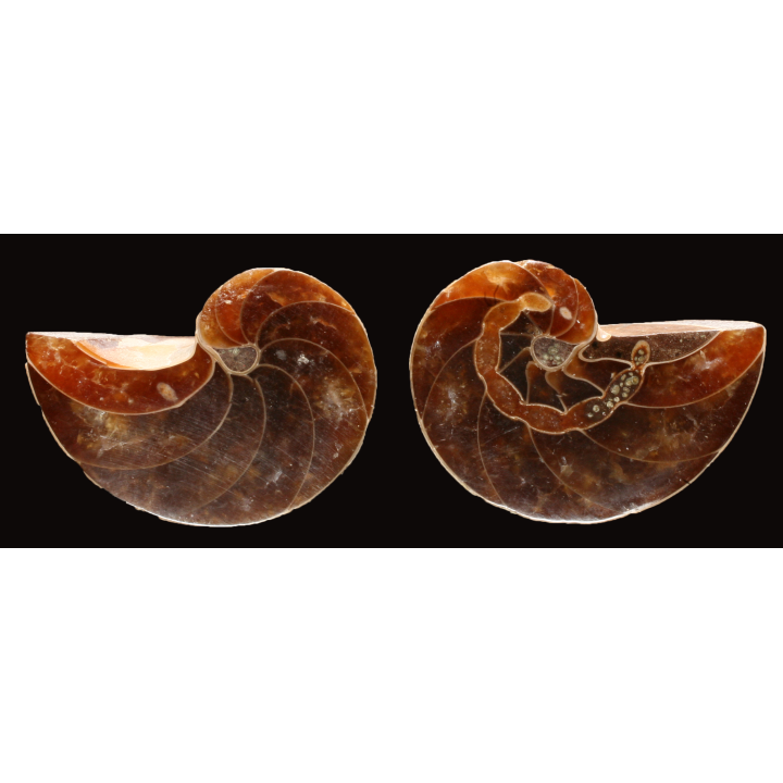 Nautilus from Madagascar