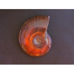 Polish Ammonite from  Madagascar
