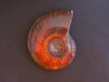 Polish Ammonite from...