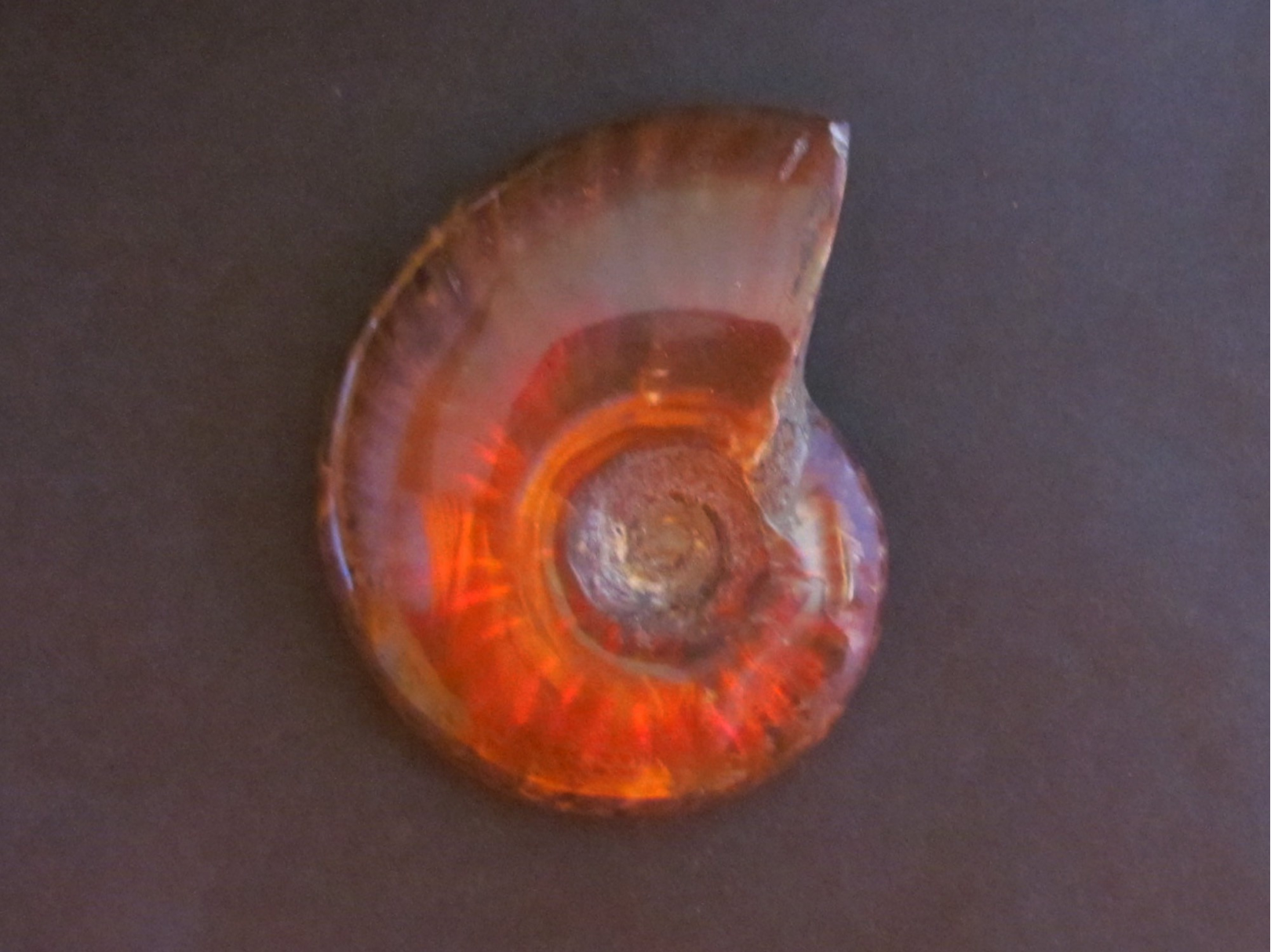 Ammonite de Madagascar: cleoniceras polie