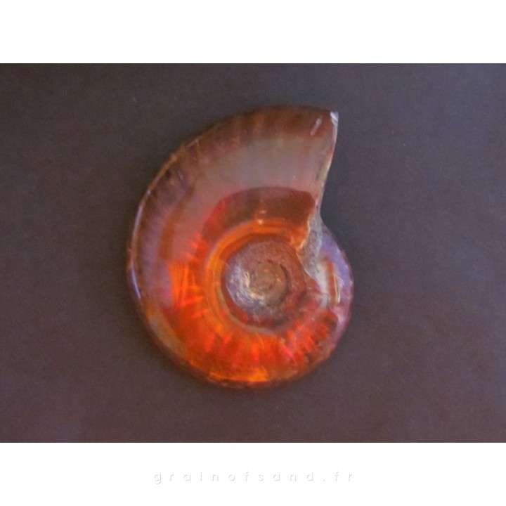 Polish Ammonite from  Madagascar