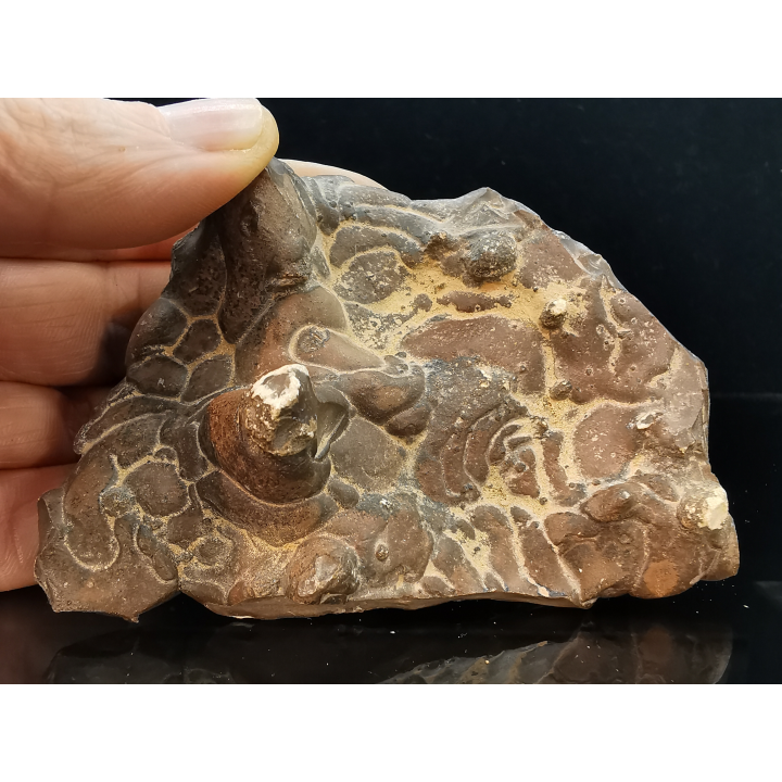 TSESITE, "desert stone"  Sahara, Morocco