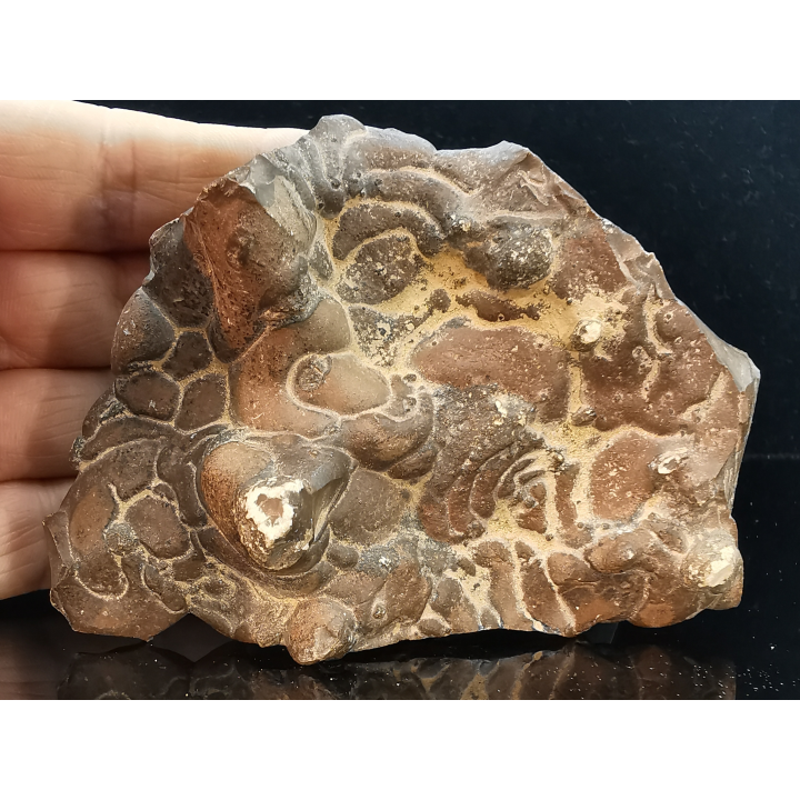 TSESITE, "desert stone"  Sahara, Morocco